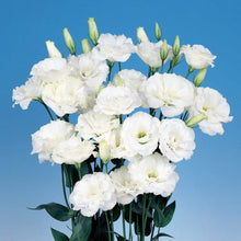 Lisianthus Eustoma Grandiflorum Pure White Echo Seeds for a bright addition to the Elegant Garden Cut Flower Use