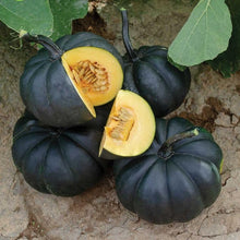 Black Mini Pumpkin Seeds for a reliable harvest in the Bonsai & Home Garden