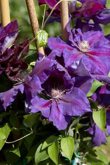 Clematis Clematis Florida Seeds for a lasting display in the Home Vertical Trellises