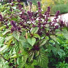 Licorice Basil Seeds for cooks growing the Herb Garden, Culinary Uses