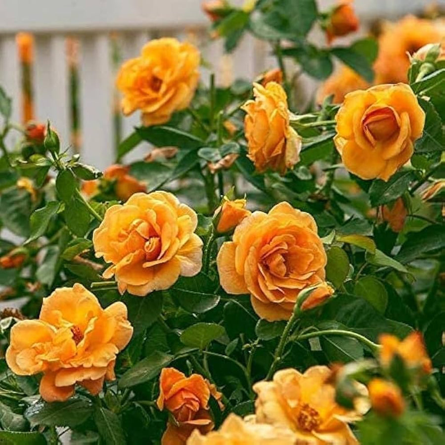 Yellow Rose Rosa Hybrida flower seeds for planting in backyard gardening and indoor pots - for planting in home garden