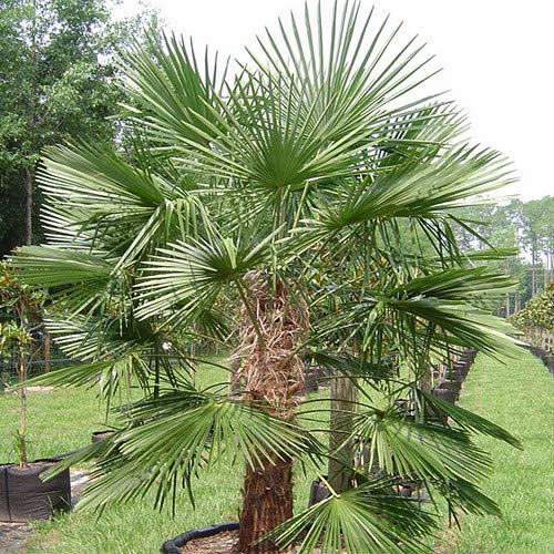 Trachycarpus Fortunei tree seeds