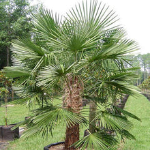 Trachycarpus Fortunei tree seeds
