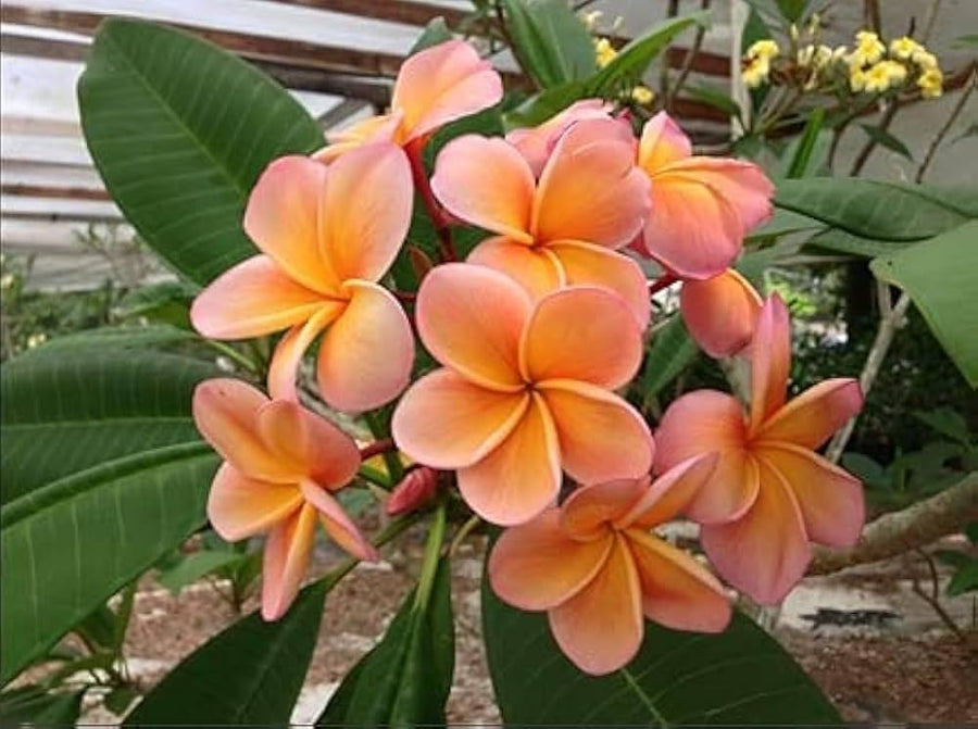 White Orange Plumeria Flower Seeds