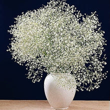 Gypsophila Sky Star Seeds known for bonsai & Indoor Dried Flowers