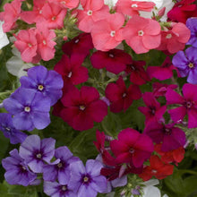Petunia flower Seeds (Petunia hybrida) for seasonal color across the backyard containers or hanging pots