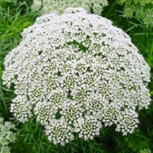 Queen Anne's Lace Seeds for gardeners building out beds and borders