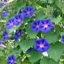 Beach Morning Glory Seeds (Ipomoea pes-caprae) for a lasting display in the Coastal Flower Bed