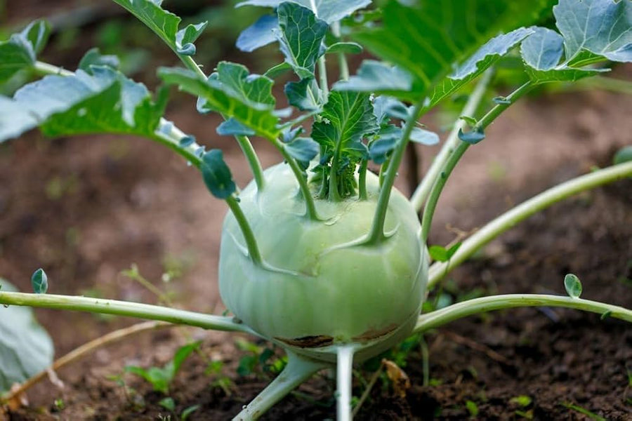 Kolibri Hybrid Kohlrabi seeds