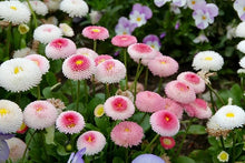 Bellis Perennis Mixed Daisy flower Seeds for a bright addition to the colorful home garden borders