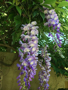 Wisteria Sinensis Seeds for a colorful addition to any planting