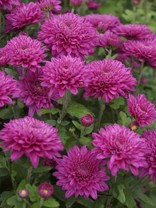 Green Blue Purple Chrysanthemum Seeds known for perennial Flowers