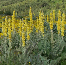 Woolly Mullein ��������� Verbascum thapsus ��������� for planting in yellow flower bed