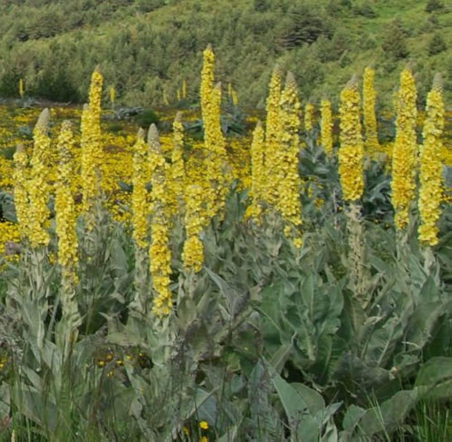 Woolly Mullein ��������� Verbascum thapsus ��������� for planting in yellow flower bed