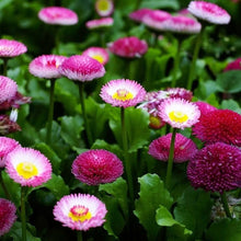 Rainbow Daisy Seeds (Bellis perennis) for a bright addition to the Flower Bed & Home Garden