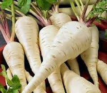 Parsnip Harris Model Seeds prized for nutritious Root Vegetables