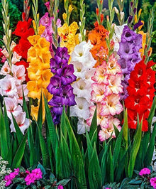 Gladiolus & Iris Gladiolus Hortulanus & Iris Germanica Mixed Flower Seeds for Planting – Rare Perennial Blend for Garden Borders