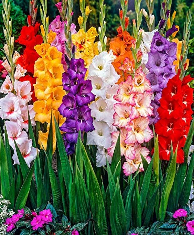 Gladiolus & Iris Gladiolus Hortulanus & Iris Germanica Mixed Flower Seeds for Planting – Rare Perennial Blend for Garden Borders