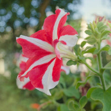 Petunia Confetti Tango Red Star for planting in flower bed