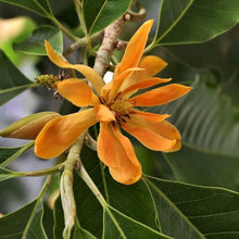 Magnolia Orange Seeds for growers planting the Garden Displays