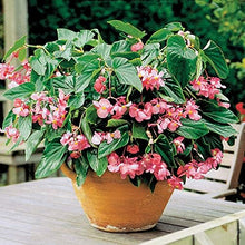 Begonia Rare Colors Begonia × hybrida flower Seeds for colorful blooms in the indoor garden or containers