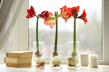 Amaryllis Seeds (Hippeastrum spp.) for a lasting display in the indoor pots or home garden