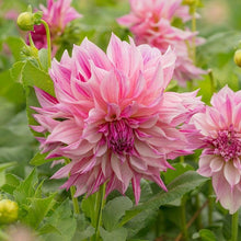 Dahlia Mixed Color Seeds for gardeners building out beds and borders