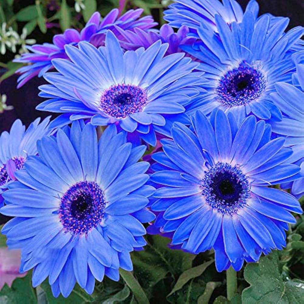 Blue gerbera daisy seeds for flowering garden planting