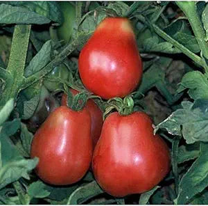 Ukrainian (Pear Tomato Solanum lycopersicum vegetable) for planting in garden