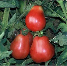 Ukrainian (Pear Tomato Solanum lycopersicum vegetable) for planting in garden