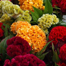 Toreador Cockscomb Celosia Seeds for growers seeking a long-blooming display