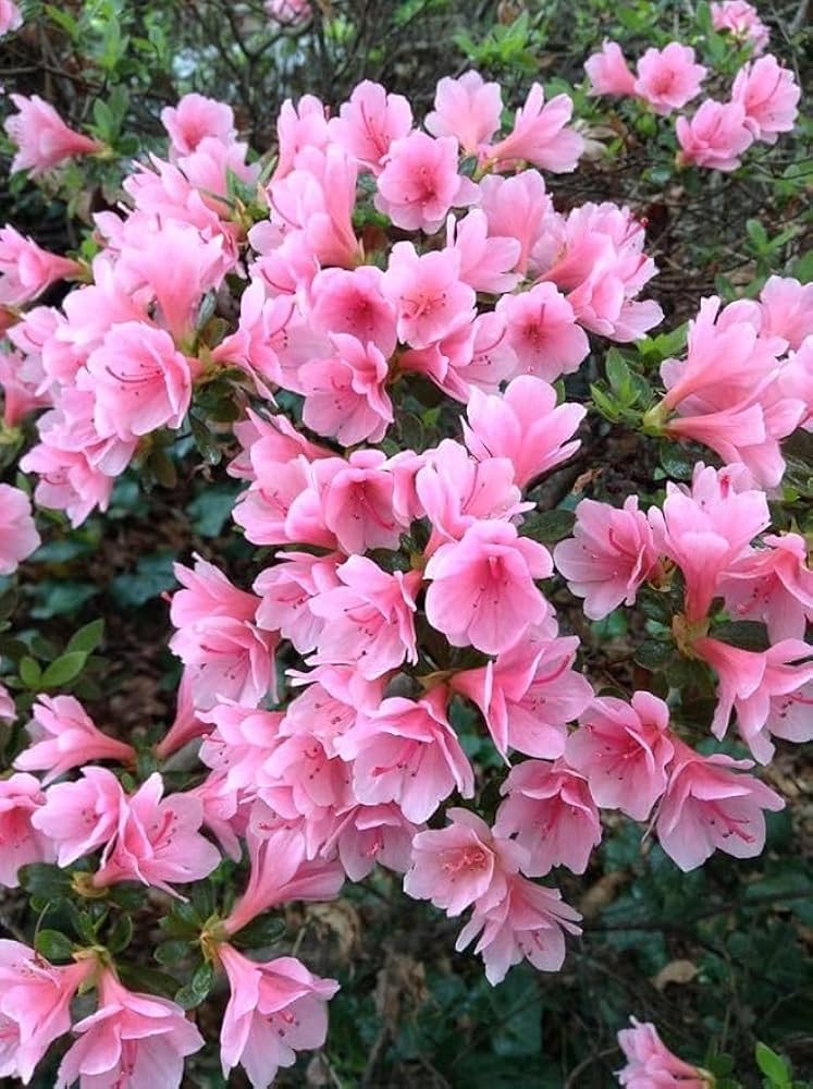 Azalea Rhododendron Species Mixed Flower Seeds for Planting – 22 Types Bonsai Blend for Balcony and Decorative Gardens