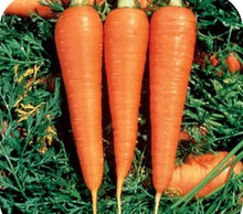 Danvers Half-Long Carrot Seeds for growers stocking a kitchen garden