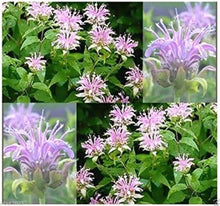 Bergamot & Wild Horse Mint Seeds (Monarda fistulosa) for cooks growing their own fresh herbs