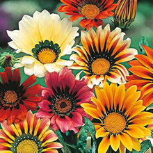 Gazania Mini Star Mix Seeds for a lasting display in the flower bed