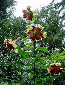 Nepal Lily Seeds (Lilium nepalense) for colorful blooms in the Wildflower Garden