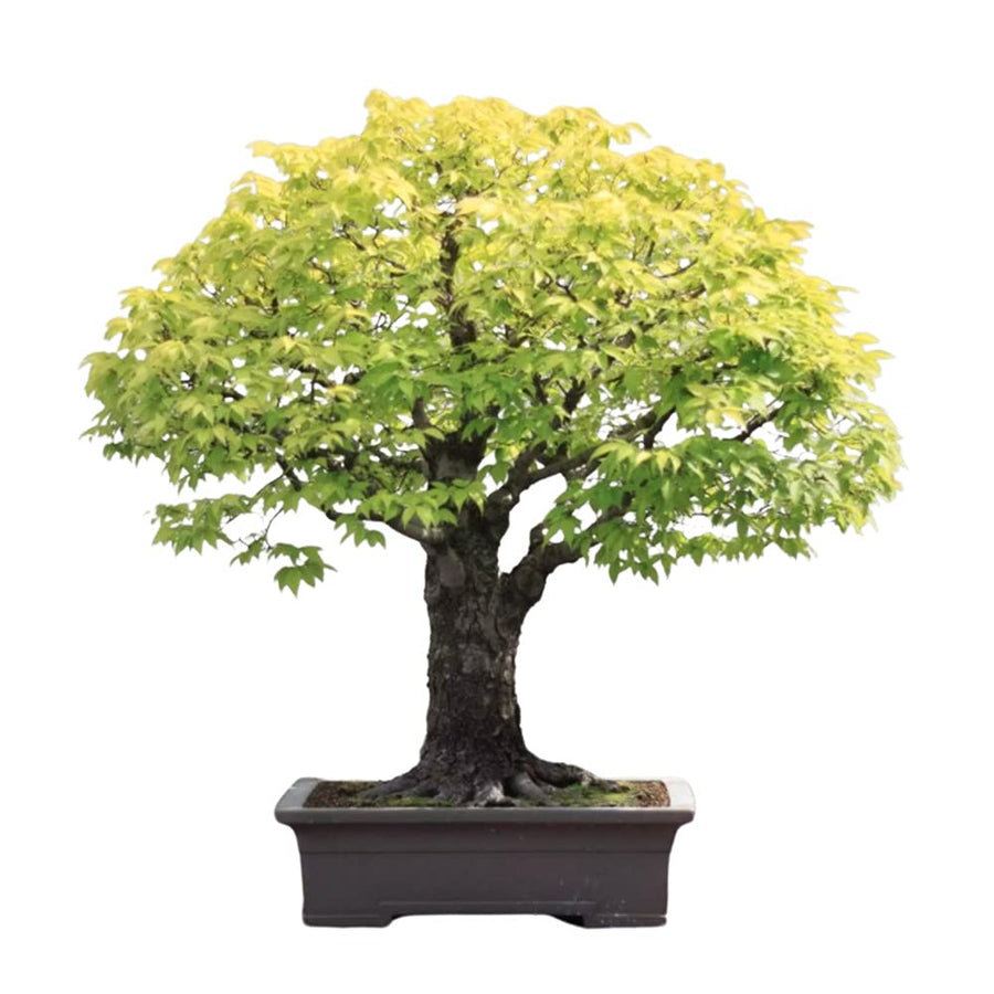 Japanese Elm Bonsai ��������� Zelkova serrata ��������� for bonsai planting