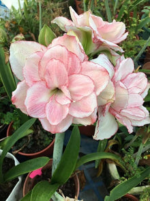 Yellow Sunrise Amaryllis Bulbs for Planting - Ideal for Flower Bed & Home Garden Seeds for a lasting display in the Flower Bed & Home Garden