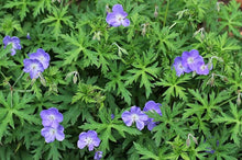 Blue Geranium Seeds (Geranium spp.) for seasonal color across the Flower Bed & Urban Garden