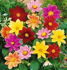 Dahlia Seeds (Dahlia pinnata) for a bright addition to the home garden or flower bed borders