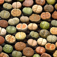 Lithops Villetii Deboeri C Rare Exotic Living Stones Seeds for reliable seasonal color