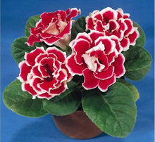 Gloxinia Seeds (Sinningia speciosa) for a bright addition to the Indoor Container
