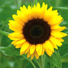 Giant Martini Sunflower Seeds for colorful blooms in the Tall Garden Blooms