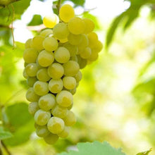 Water Grape Seeds (Vitis vinifera) for a homegrown harvest from the Urban Garden