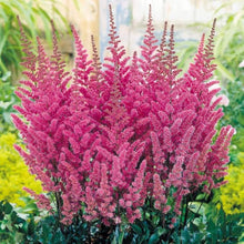 Red Astilbe Chinensis Seeds for a colorful addition to any planting