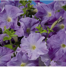 Ramblin Lavender Petunia Seeds for a flavorful crop in the easy garden nursery start