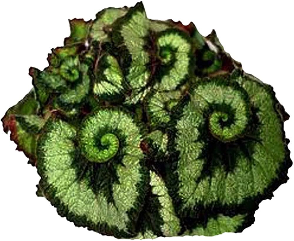 Begonia spp.  flower seed for indoor or outdoor planting