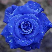 Midnight Supreme Dark Blue Rose Bush Seeds for reliable seasonal color