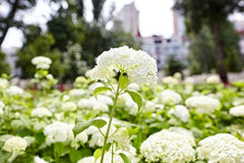 Bigleaf Hydrangea Seeds (Hydrangea macrophylla) for vertical growth across the home garden landscaping
