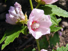 Mallow Iliamna Remota Kankakee Seeds for colorful blooms in the Prairie Gardens